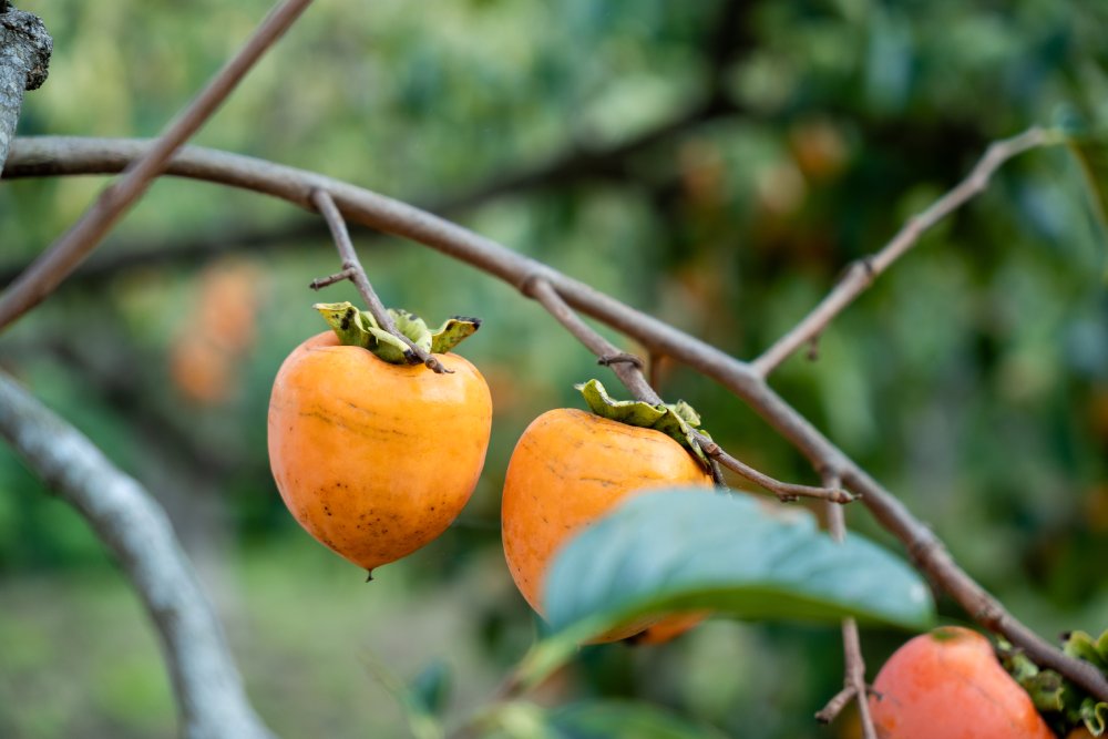 まるもり仕事図鑑Vol.14  柿